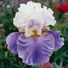 Dream of You - Bearded Iris